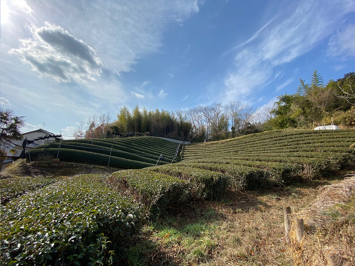 かつて飛んだジャンプ台は現在茶畑となっている